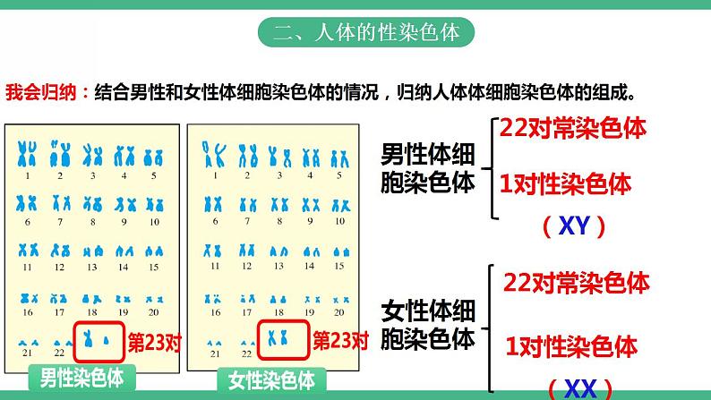 人教版生物八年级下册7.2.4《人的性别遗传》课件+视频08