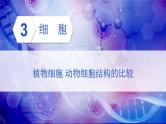 第2单元生物体的结构第3章细胞第1节细胞的基本结构和功能第2课时植物细胞动物细胞结构的比较课件（北师大版七上生物）
