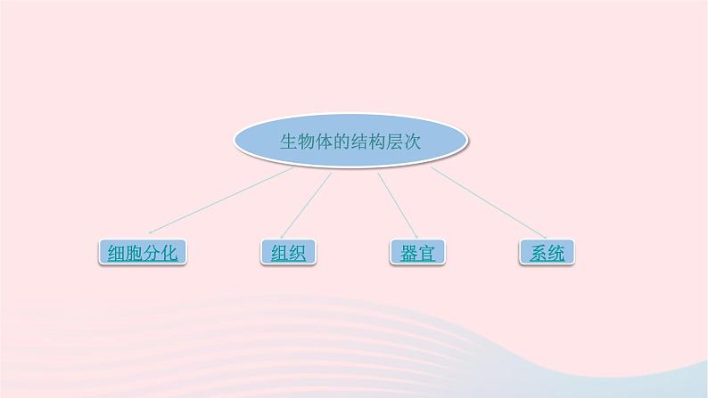 第2单元生物体的结构单元复习课件（北师大版七上生物）第3页