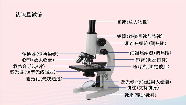 第2单元生物体的结构单元复习课件（北师大版七上生物）第4页