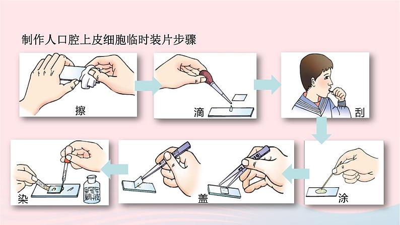 第2单元生物体的结构单元复习课件（北师大版七上生物）第5页