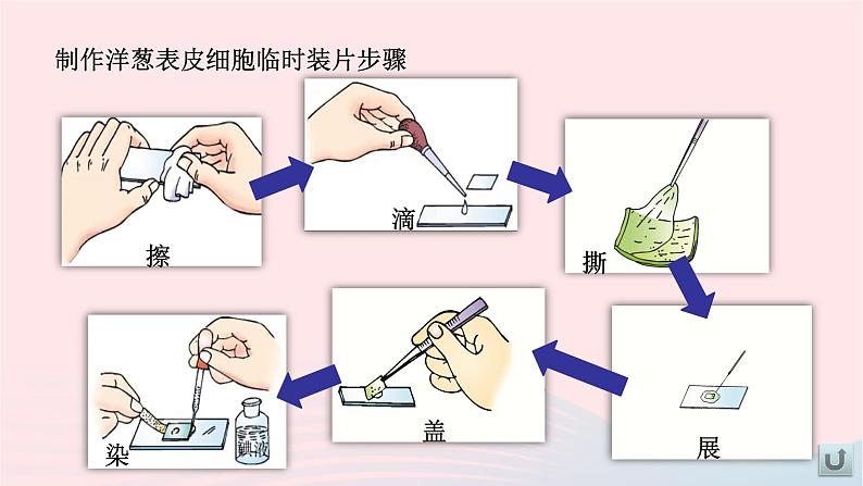 第2单元生物体的结构单元复习课件（北师大版七上生物）第6页