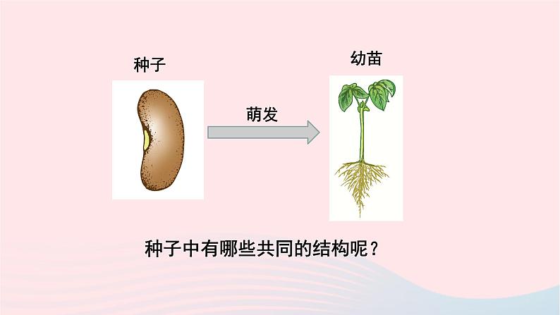 第3单元生物圈中的绿色植物第6章绿色开花植物的生活史第1节种子萌发形成幼苗课件（北师大版七上生物）05