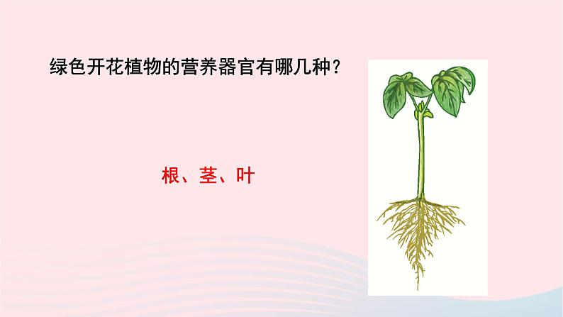 第3单元生物圈中的绿色植物第6章绿色开花植物的生活史第2节营养器官的生长课件（北师大版七上生物）第2页