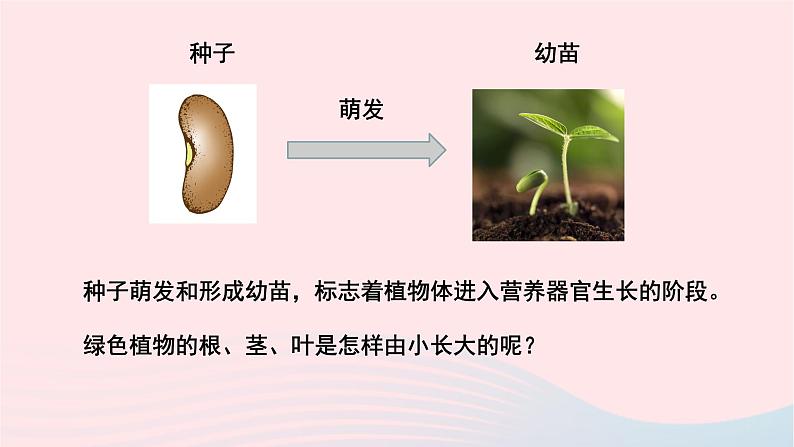 第3单元生物圈中的绿色植物第6章绿色开花植物的生活史第2节营养器官的生长课件（北师大版七上生物）第3页