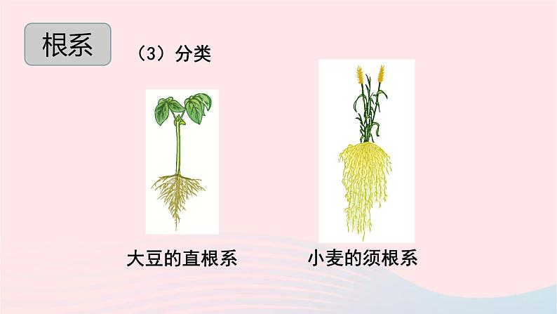 第3单元生物圈中的绿色植物第6章绿色开花植物的生活史第2节营养器官的生长课件（北师大版七上生物）第6页