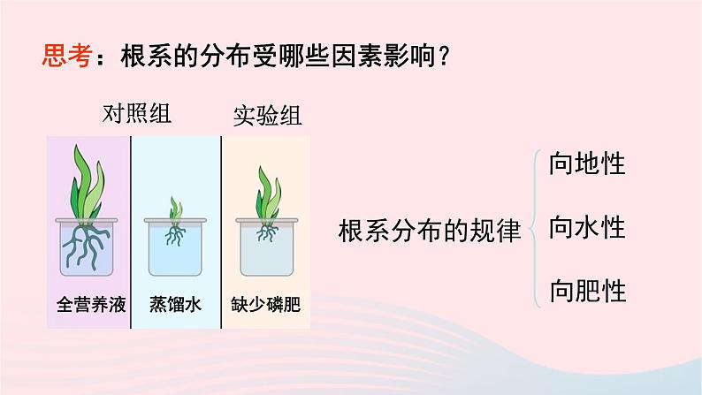 第3单元生物圈中的绿色植物第6章绿色开花植物的生活史第2节营养器官的生长课件（北师大版七上生物）第7页