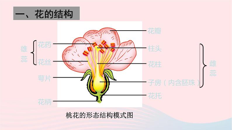 第3单元生物圈中的绿色植物第6章绿色开花植物的生活史第3节生殖器官的生长课件（北师大版七上生物）第7页