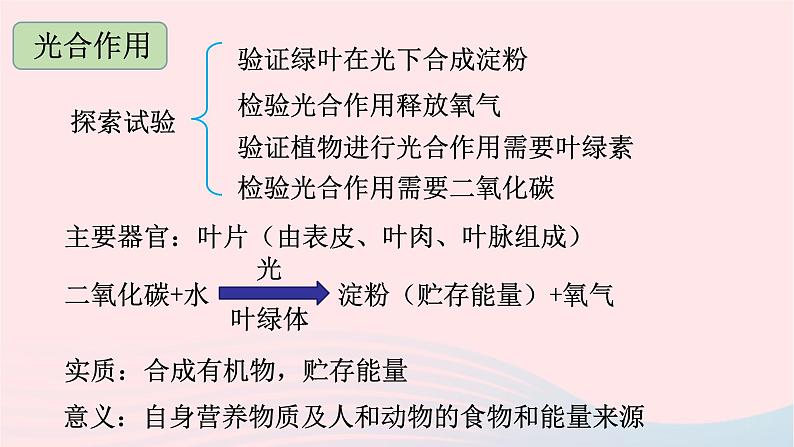 第3单元生物圈中的绿色植物单元复习课件（北师大版七上生物）第3页