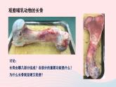 第5单元生物圈中的动物和微生物第15章动物的运动第2节动物运动的形成第1课时骨和关节课件（北师大版八上生物）