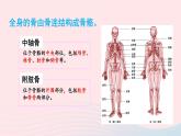 第5单元生物圈中的动物和微生物第15章动物的运动第2节动物运动的形成第2课时骨骼骨骼肌和躯体运动的形成课件（北师大版八上生物）