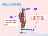 第5单元生物圈中的动物和微生物第15章动物的运动第2节动物运动的形成第2课时骨骼骨骼肌和躯体运动的形成课件（北师大版八上生物）