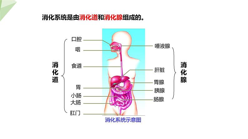 3.1.2 消化和吸收 课件2023-2024学年初中生物济南版七年级下册05