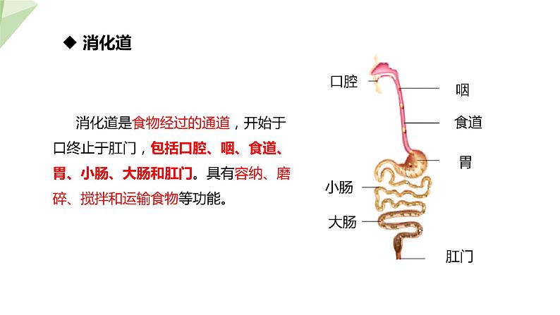 3.1.2 消化和吸收 课件2023-2024学年初中生物济南版七年级下册06