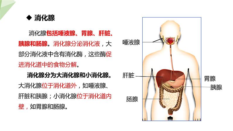 3.1.2 消化和吸收 课件2023-2024学年初中生物济南版七年级下册07