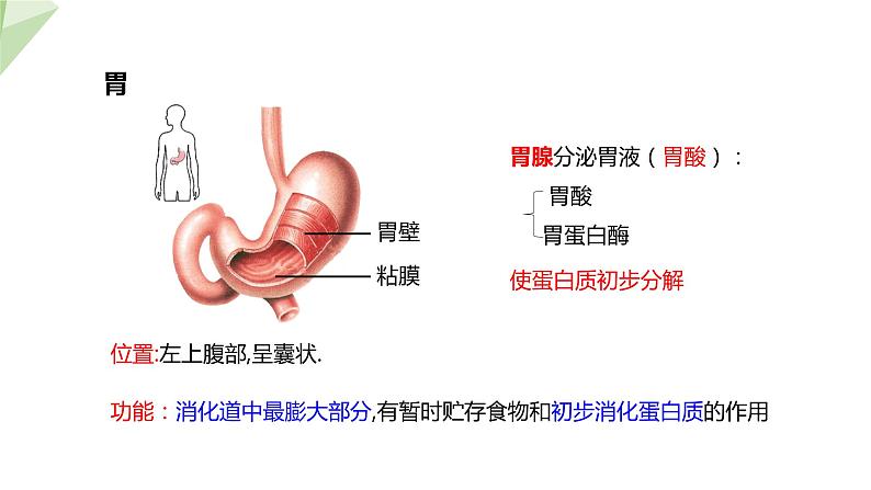 3.1.2 消化和吸收 课件2023-2024学年初中生物济南版七年级下册08