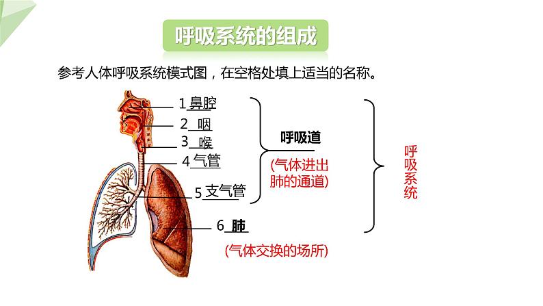 3.2.1 人体与外界的气体交换 课件2023-2024学年初中生物济南版七年级下册05