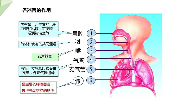 3.2.1 人体与外界的气体交换 课件2023-2024学年初中生物济南版七年级下册06