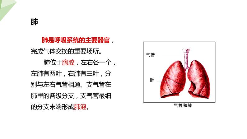 3.2.1 人体与外界的气体交换 课件2023-2024学年初中生物济南版七年级下册07