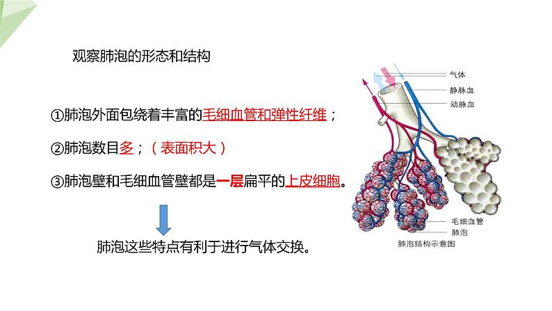 3.2.1 人体与外界的气体交换 课件2023-2024学年初中生物济南版七年级下册08