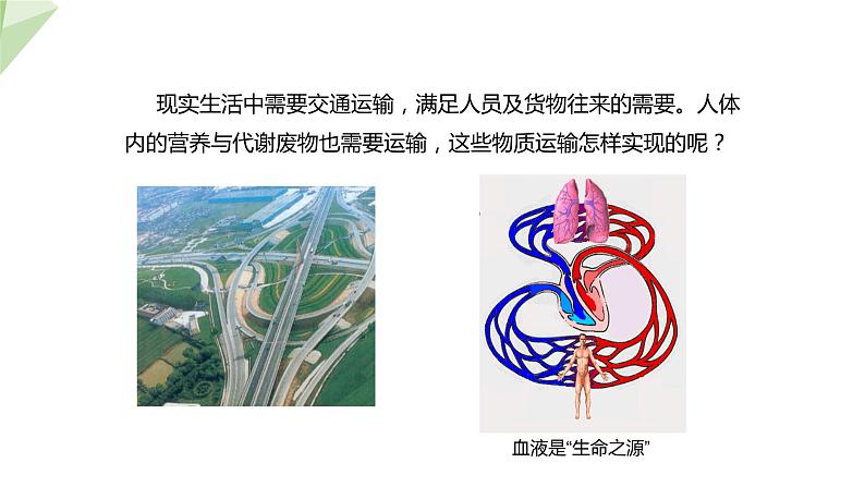 3.3.1 物质运输的载体 课件2023-2024学年初中生物济南版七年级下册01