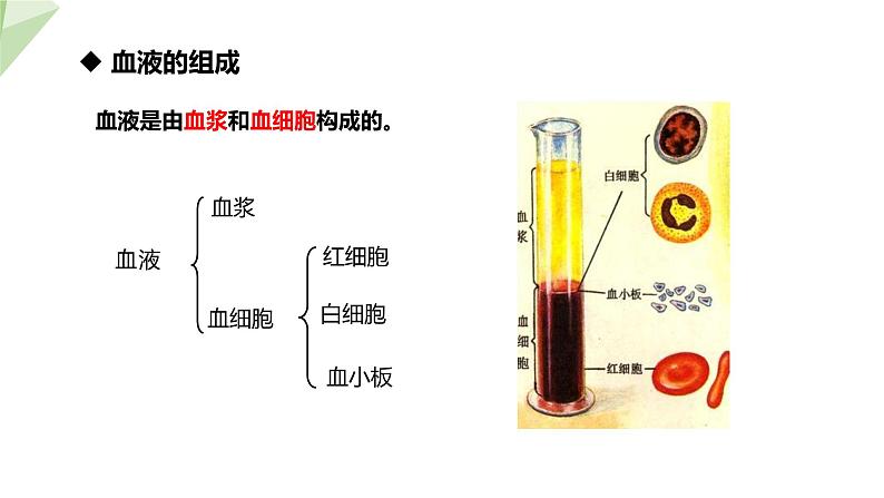 3.3.1 物质运输的载体 课件2023-2024学年初中生物济南版七年级下册07