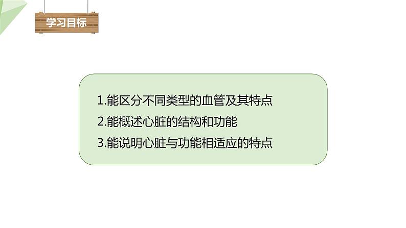 3.3.2 物质运输的器官 课件2023-2024学年初中生物济南版七年级下册02