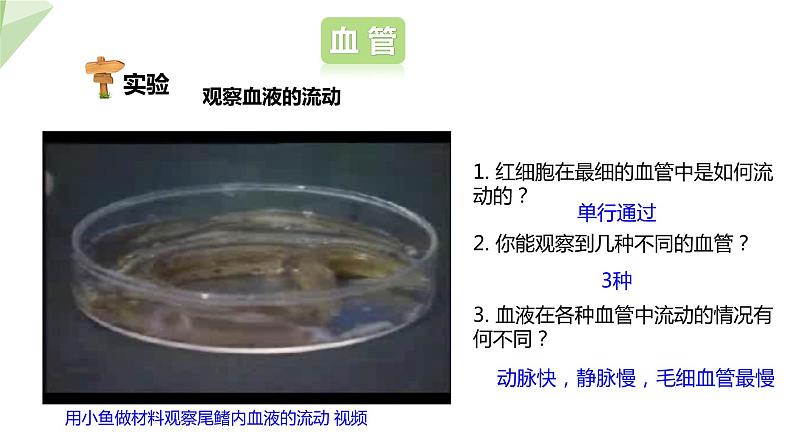 3.3.2 物质运输的器官 课件2023-2024学年初中生物济南版七年级下册04