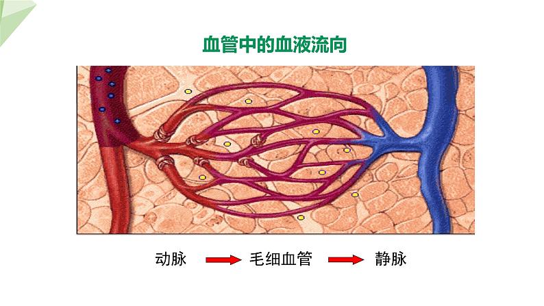 3.3.2 物质运输的器官 课件2023-2024学年初中生物济南版七年级下册05