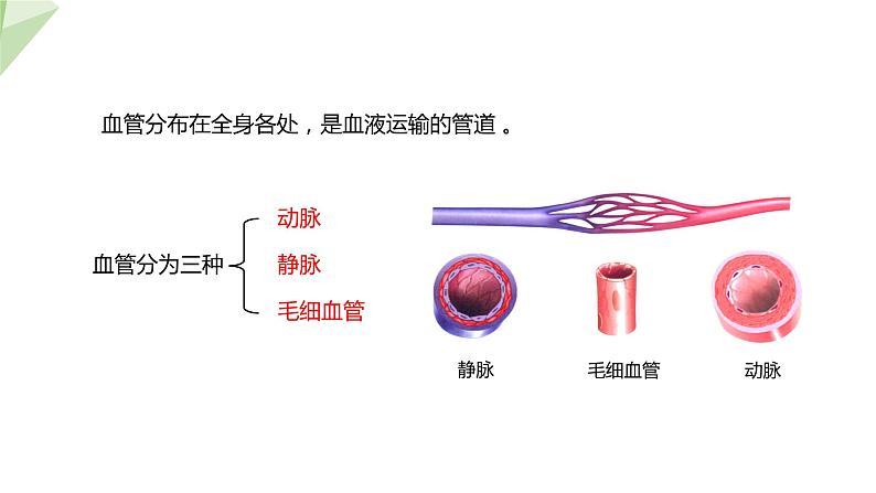 3.3.2 物质运输的器官 课件2023-2024学年初中生物济南版七年级下册06