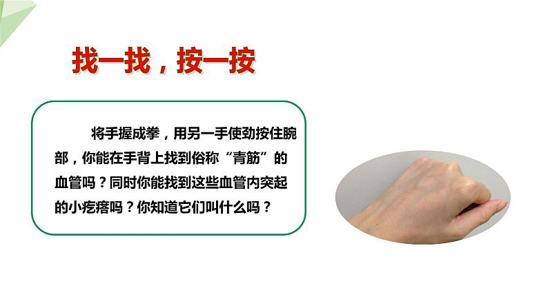 3.3.2 物质运输的器官 课件2023-2024学年初中生物济南版七年级下册08