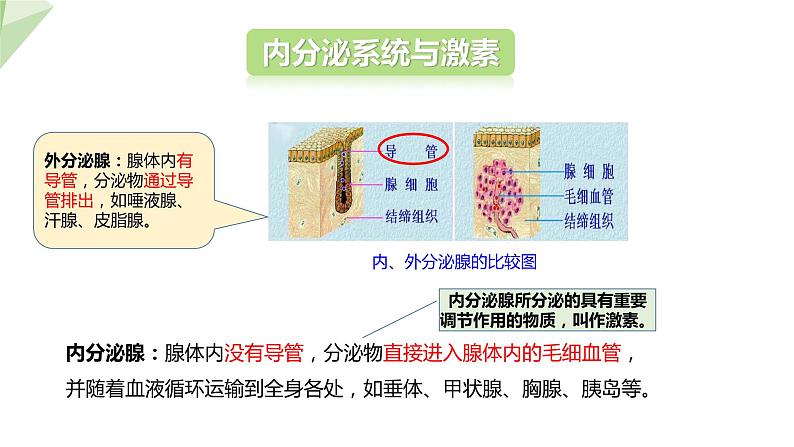 3.5.1 人体的激素调节 课件2023-2024学年初中生物济南版七年级下册04