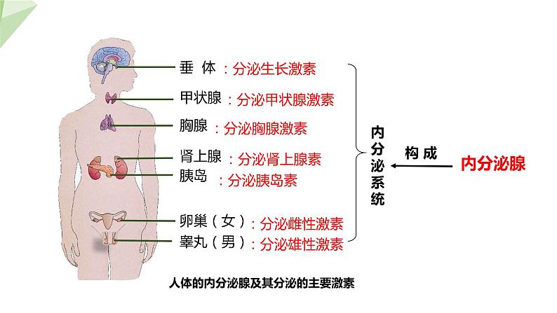 3.5.1 人体的激素调节 课件2023-2024学年初中生物济南版七年级下册07