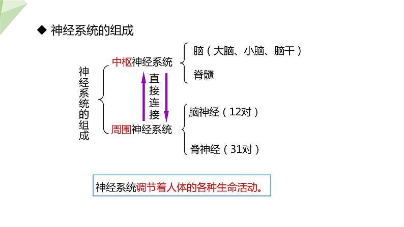 3.5.2 神经调节的结构基础 课件2023-2024学年初中生物济南版七年级下册05