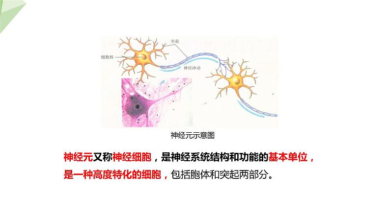 3.5.2 神经调节的结构基础 课件2023-2024学年初中生物济南版七年级下册06