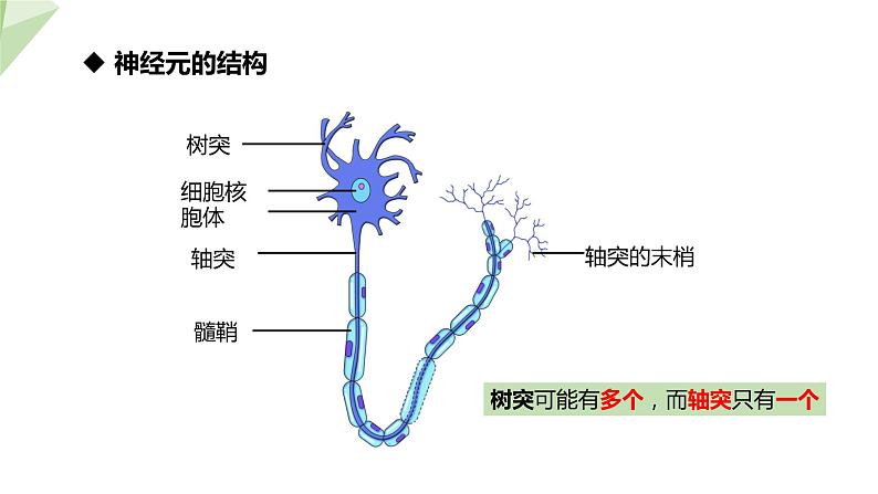 3.5.2 神经调节的结构基础 课件2023-2024学年初中生物济南版七年级下册07