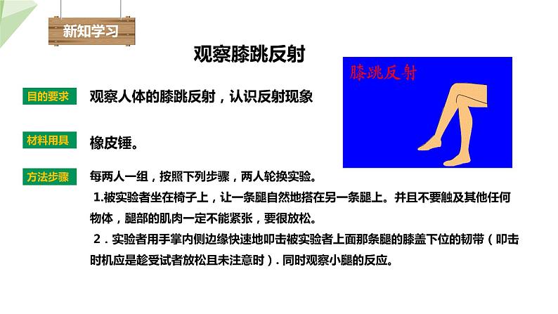 3.5.3 神经调节的基本方式 课件2023-2024学年初中生物济南版七年级下册04