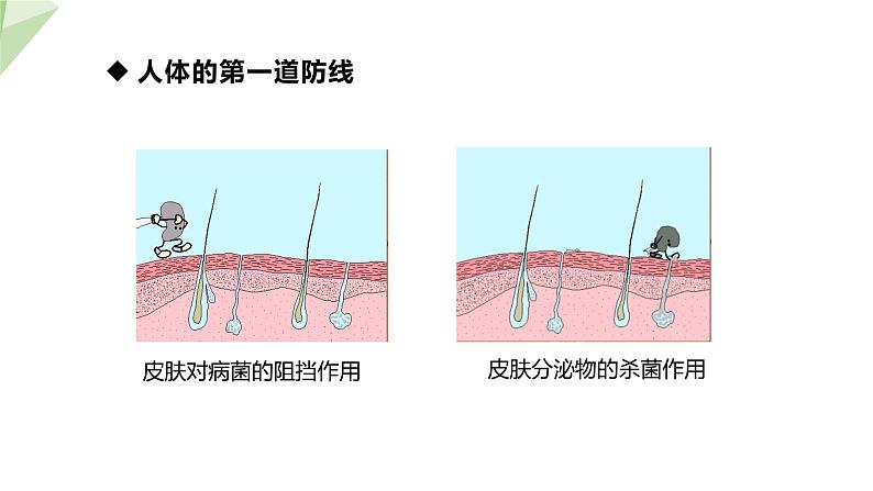 3.6.1 人体的免疫功能 课件2023-2024学年初中生物济南版七年级下册05