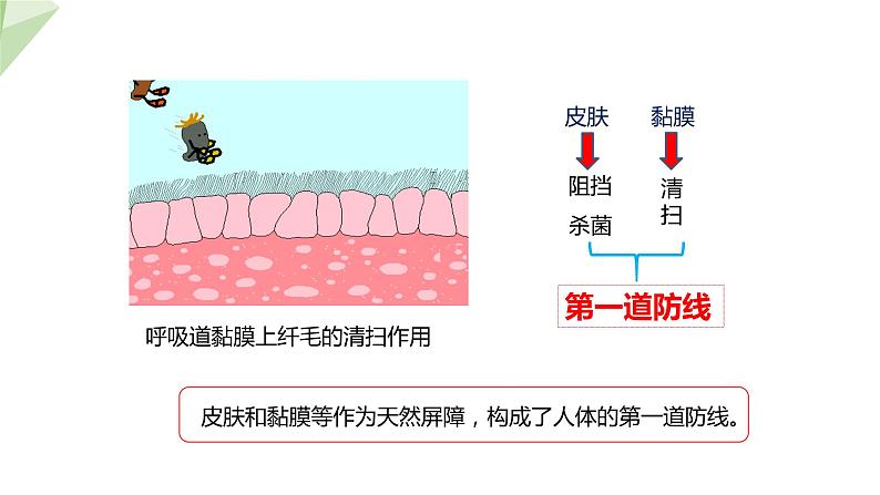 3.6.1 人体的免疫功能 课件2023-2024学年初中生物济南版七年级下册06