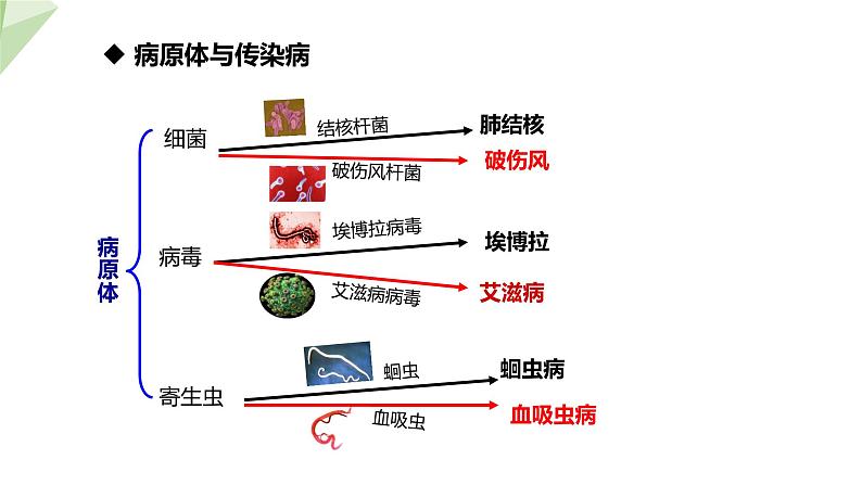 3.6.2 传染病及其预防 课件2023-2024学年初中生物济南版七年级下册06