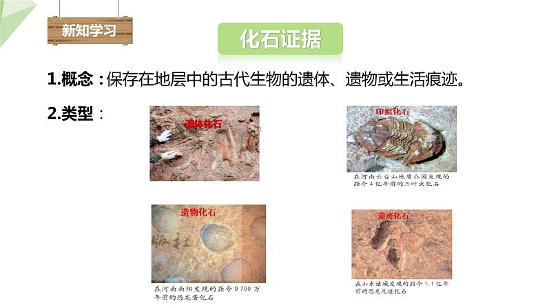 5.1.2 生物进化的证据  课件2023-2024学年初中生物济南版八年级下册第4页