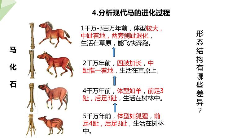 5.1.2 生物进化的证据  课件2023-2024学年初中生物济南版八年级下册第6页