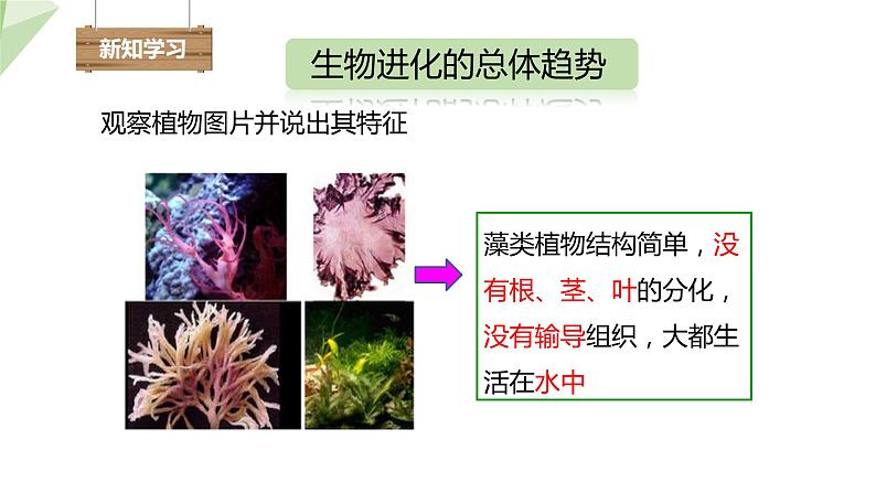 5.1.3 生物进化的历程  课件2023-2024学年初中生物济南版八年级下册04