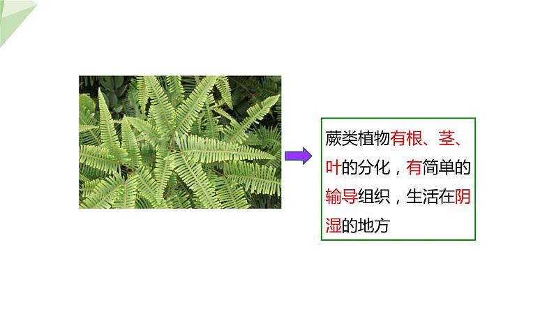 5.1.3 生物进化的历程  课件2023-2024学年初中生物济南版八年级下册06