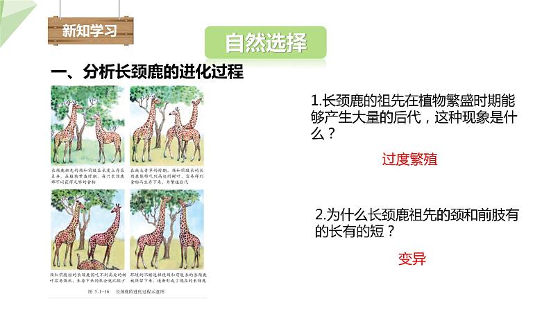 5.1.4 生物进化的原因 课件2023-2024学年初中生物济南版八年级下册04