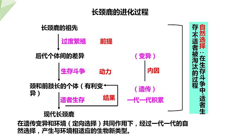 5.1.4 生物进化的原因 课件2023-2024学年初中生物济南版八年级下册07