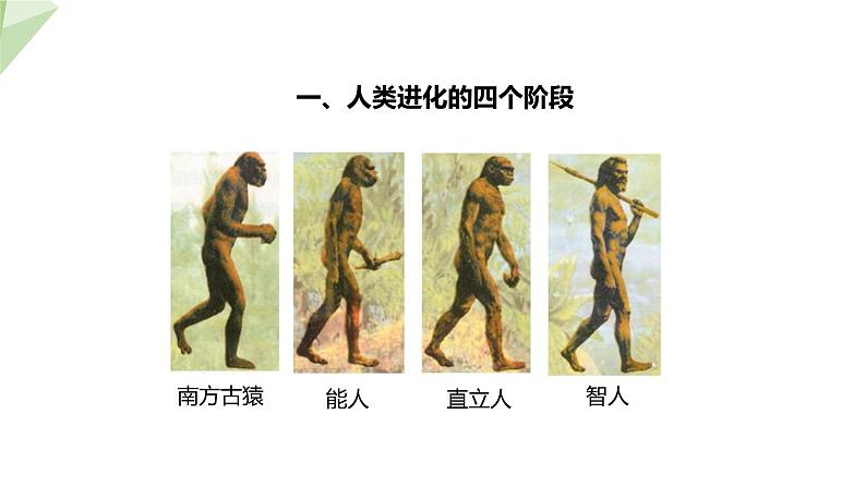 5.2.2 人类的进化  课件2023-2024学年初中生物济南版八年级下册06