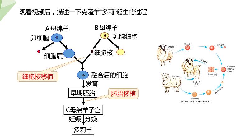 7.2.2 克隆技术 课件2023-2024学年初中生物济南版八年级下册05