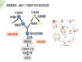 7.2.2 克隆技术 课件2023-2024学年初中生物济南版八年级下册