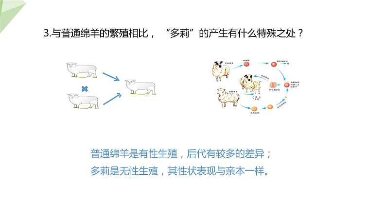 7.2.2 克隆技术 课件2023-2024学年初中生物济南版八年级下册07